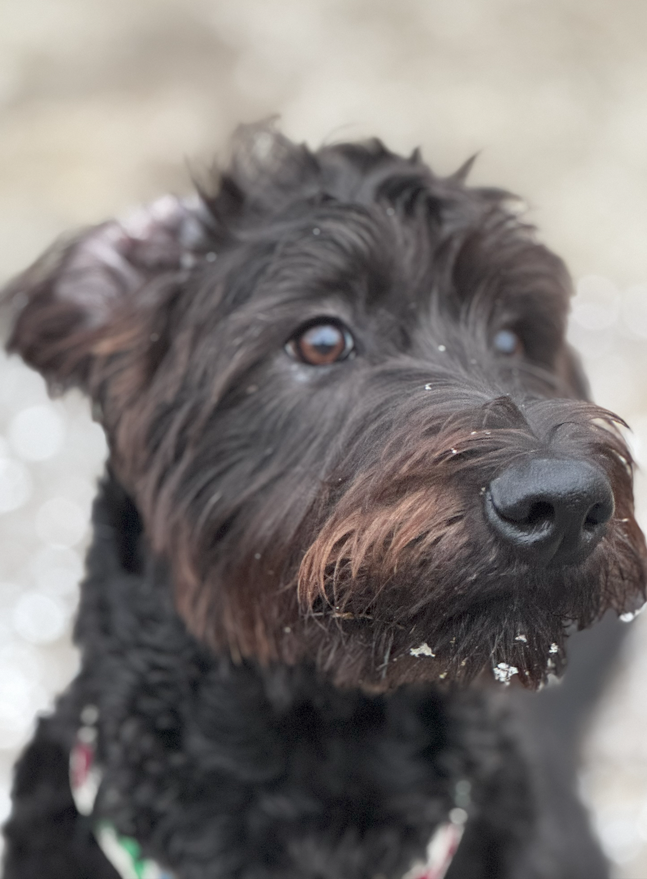 hairy dog in the snow